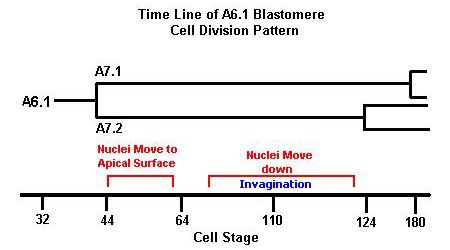 Time line of A6.1 Blastomere