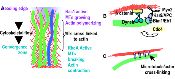 Actin And Microtubules