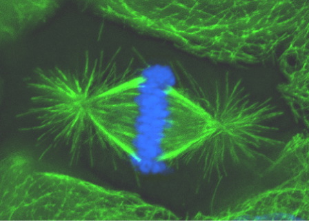 During metaphase of mitosis chromosomes (blue) align at the spindle equator.