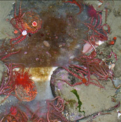 invertebrates sharing a seawater table