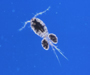 copepod, thumbnail link to larger image in new window.