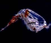 copepod, thumbnail link to larger image in new window.