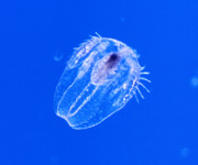 Ctenophore, thumbnail link to larger image in new window.