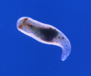 flatworm, thumbnail link to larger image in new window.