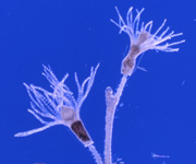 hydroid, thumbnail link to larger image in new window.