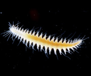 polychaete, thumbnail link to larger image in new window.