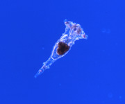 rotifer, thumbnail link to larger image in new window.