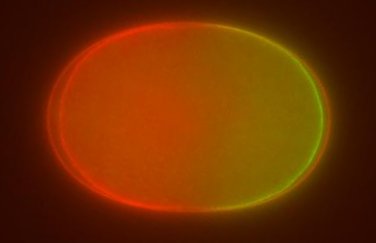 Fluorescence image of polarized single-celled embryo