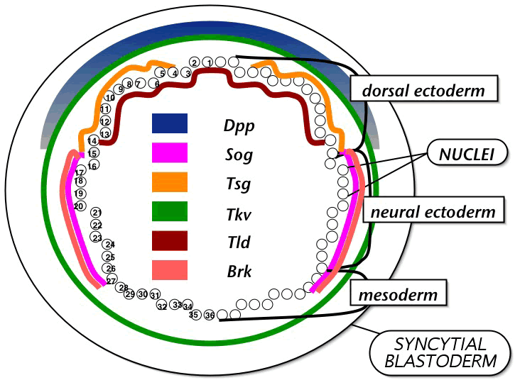 blastoderm diagram