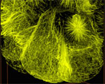 thumbnail detail from microtubules in a clam movie. Link to small movie opening in new window