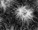 thumbnail detail from microtubules in syncytial fly movie. Link to small movie opening in new window