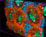 thumbnail detail from Cortex of syncytial Drosophila embryo movie. Link to small movie opening in new window