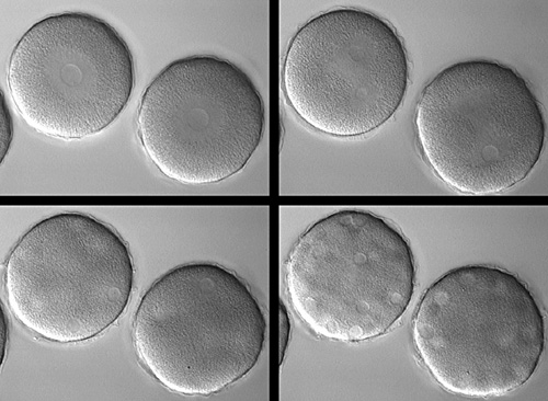 animal cell undergoing mitosis. Top right: the left cell is