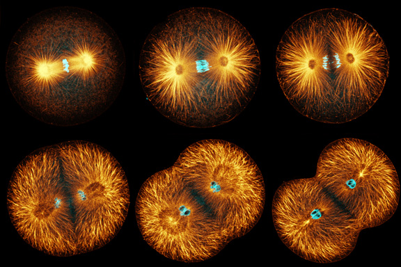 animal cell undergoing mitosis. during first mitosis,