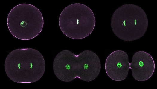 Phosphorylated myosin during first cleavage in purple urchin embryos.