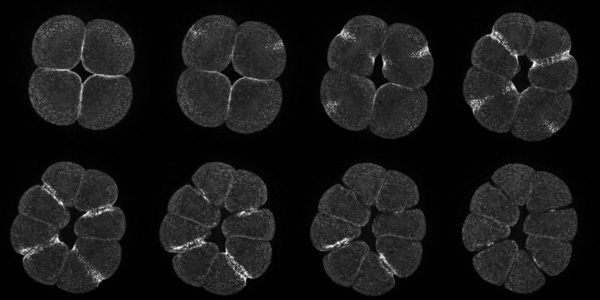 Rho activity during cleavage in a purple urchin embryo.