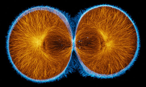 F-actin and microtubules at the end of first cleavage in a green urchin embryo.