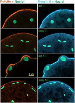 Cross-sectional images of Drosophila embryo anterior