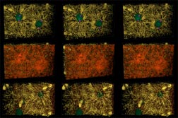 Small Fig. 3 rows 1-3. Link to large version in new window, 112K.