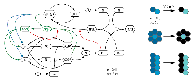 Model of the neurogenic/proneural network