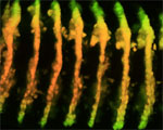 Link to 'Confocal Stacks' 
project