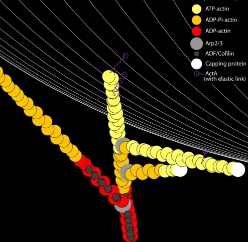 A movie frame/legend demonstrates many features of our in silico reconstitution