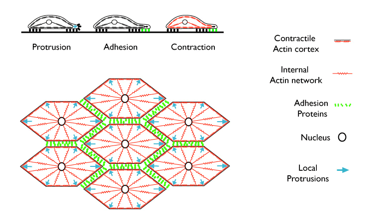 convergent extension