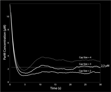 Biochemical simulation example