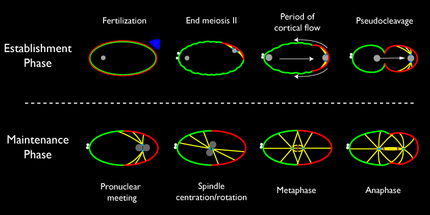 diagram, described above and key below