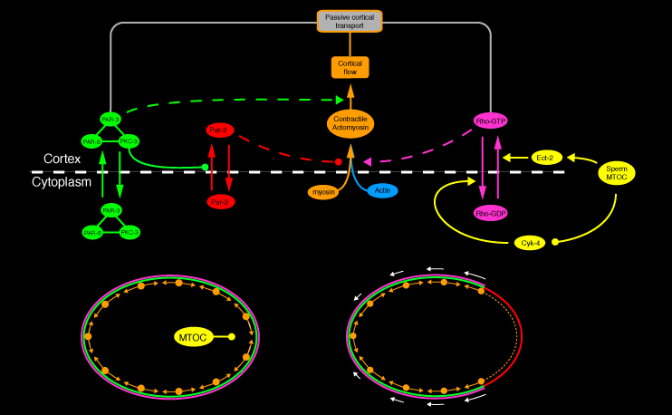 diagram, described above and key below