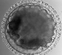 Boltenia Embryo
