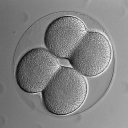 Dendraster Embryo