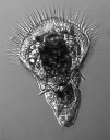 Serpula Larva